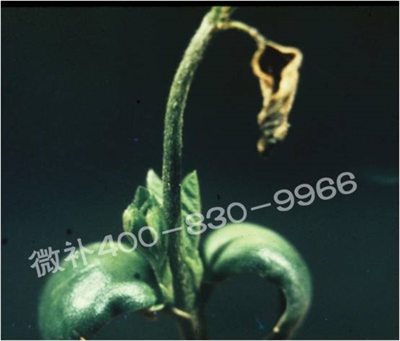 莖尖枯死，到底是缺硼還是缺鈣？
