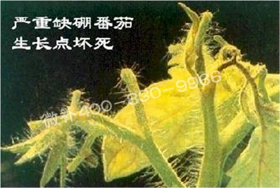 莖尖枯死，到底是缺硼還是缺鈣？