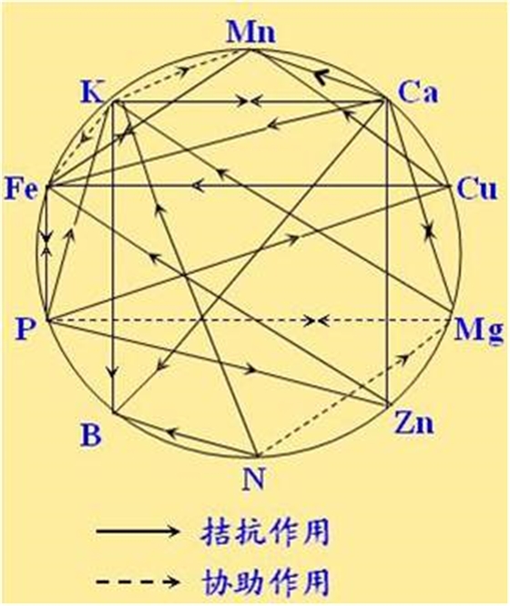 原料型鉀肥和鎂肥為什么會(huì )發(fā)生拮抗？