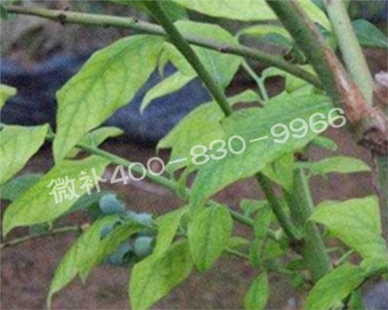 藍莓黃葉是缺素還是病害？