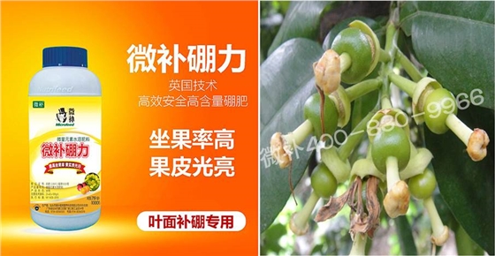 蜜柚促花壯花除了補磷還需要補硼鋅？