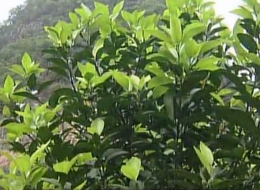 柑橘淋沖微補鈣肥，促根預防黃樹(shù)，樹(shù)壯保果品質(zhì)好