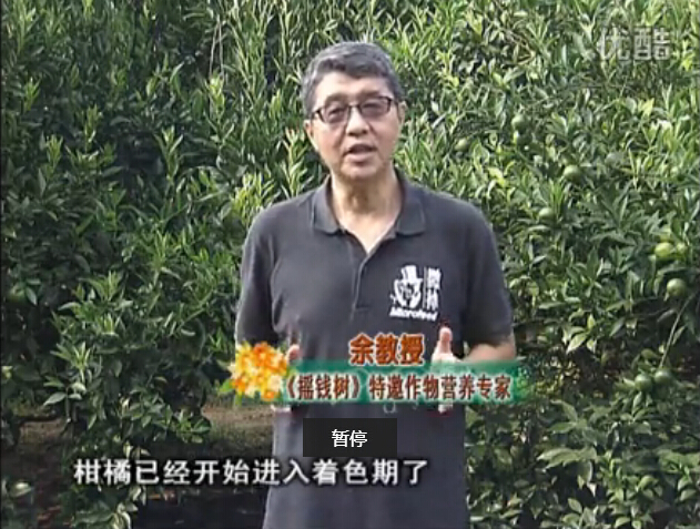 20150928珠江臺搖錢(qián)樹(shù)：如何提高柑橘硬度？預防減少浮皮霜凍果