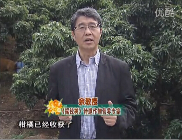 20160104珠江臺搖錢(qián)樹(shù)：防治柑橘黃樹(shù)、減少采后弱樹(shù) 撒微補倍力、噴碧力+壯力
