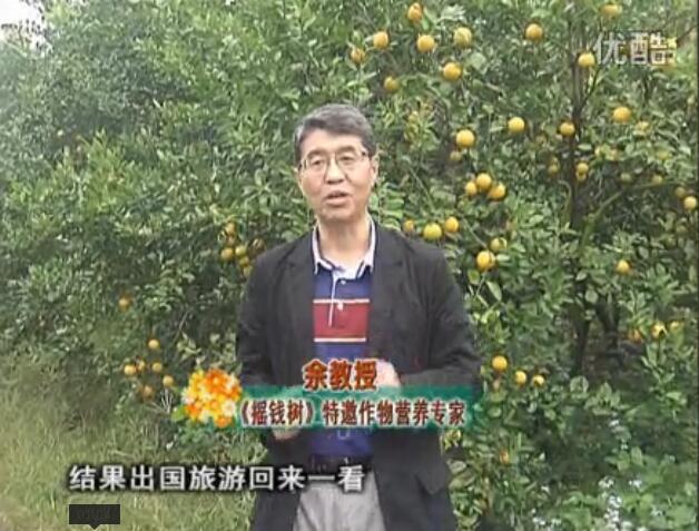 20160111珠江臺搖錢(qián)樹(shù)：貢柑大場(chǎng)樹(shù)弱黃葉，今年樹(shù)勢大翻身果靚還高價(jià)！