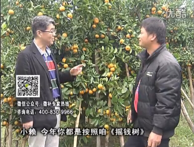 20160125珠江臺搖錢(qián)樹(shù)：如何解決柑橘兩大問(wèn)題：黃樹(shù)和果品質(zhì)差？