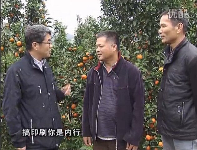 20160201珠江臺搖錢(qián)樹(shù)：開(kāi)印刷廠(chǎng)改行種柑橘，保樹(shù)靚今年還高產(chǎn)？