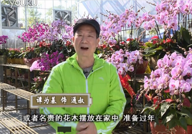 20160201珠江臺搖錢(qián)樹(shù)：新春家養花卉、盆栽，如何養護葉子、鮮花、果子保鮮更長(cháng)？
