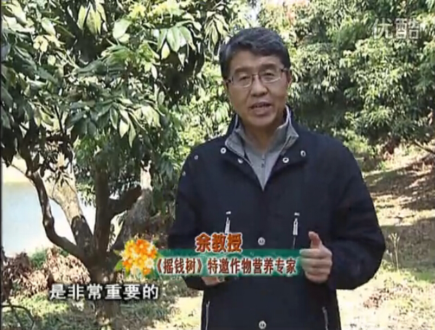 20160215珠江臺搖錢(qián)樹(shù)：名貴花木盆景，用綠夫人系列保葉、花靚、又抗病
