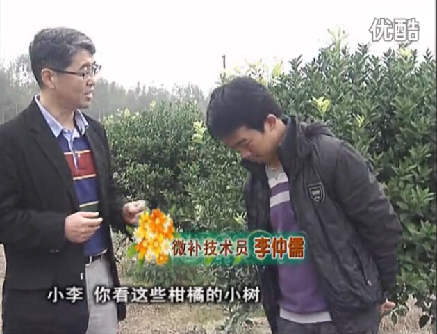20160215珠江臺搖錢(qián)樹(shù)：柑橘小樹(shù)頭年掛果撒微補倍力、噴花力+碧力，壯樹(shù)促花好