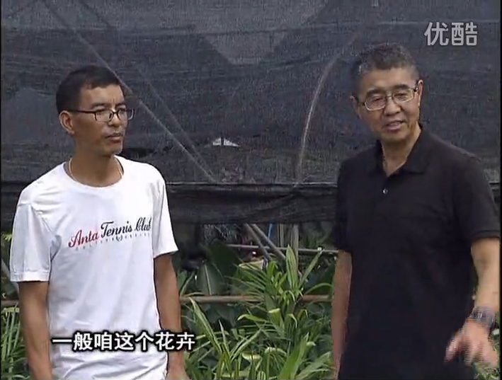 20161010珠江臺搖錢(qián)樹(shù)：盆栽花卉促根多，長(cháng)勢青綠