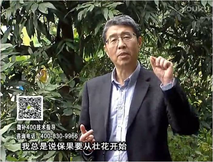珠江臺搖錢(qián)樹(shù)：荔枝來(lái)花少更要做好壯花，提高坐果，葉噴微補花力+硼力，補鋅