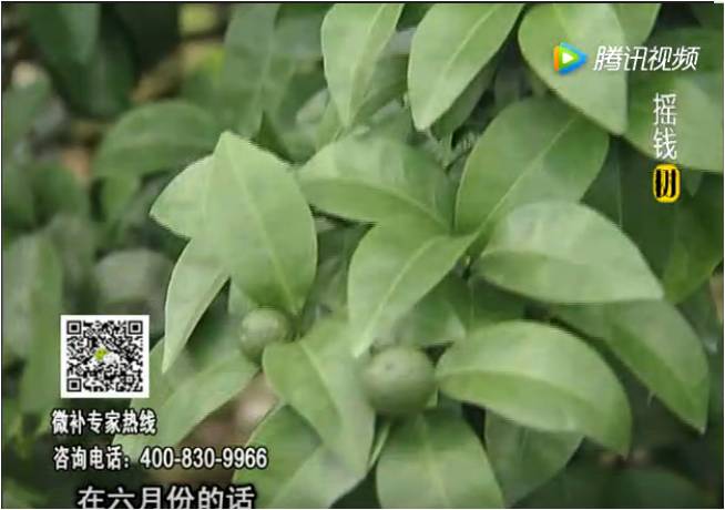 珠江臺搖錢(qián)樹(shù)：柑橘樹(shù)如何調酸保葉？