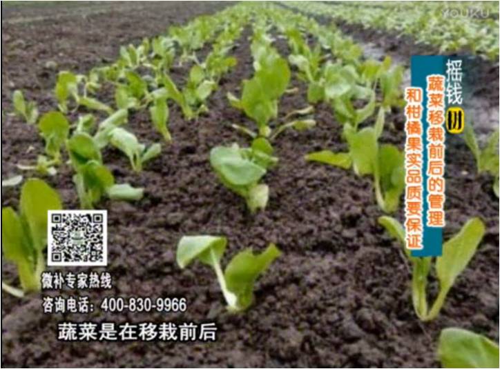 20170814珠江臺搖錢(qián)樹(shù)：蔬菜澆施微補，調酸促根，健壯長(cháng)勢